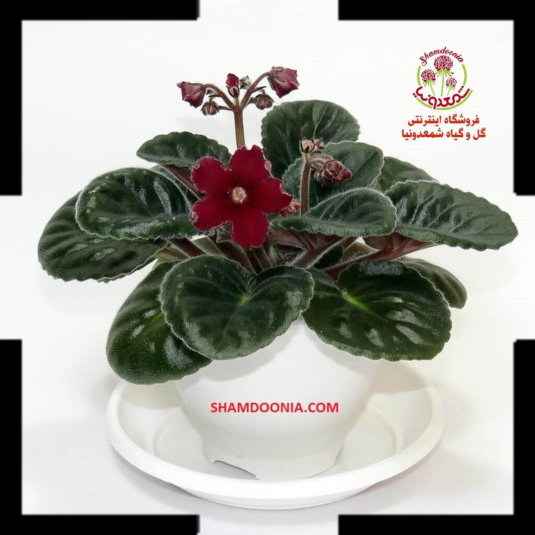 بنفشه آفریقایی گل زرشکی