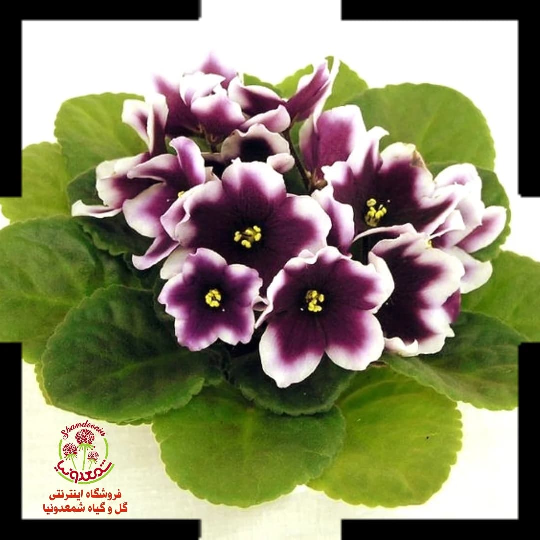 بنفشه آفریقایی Optimara My Love