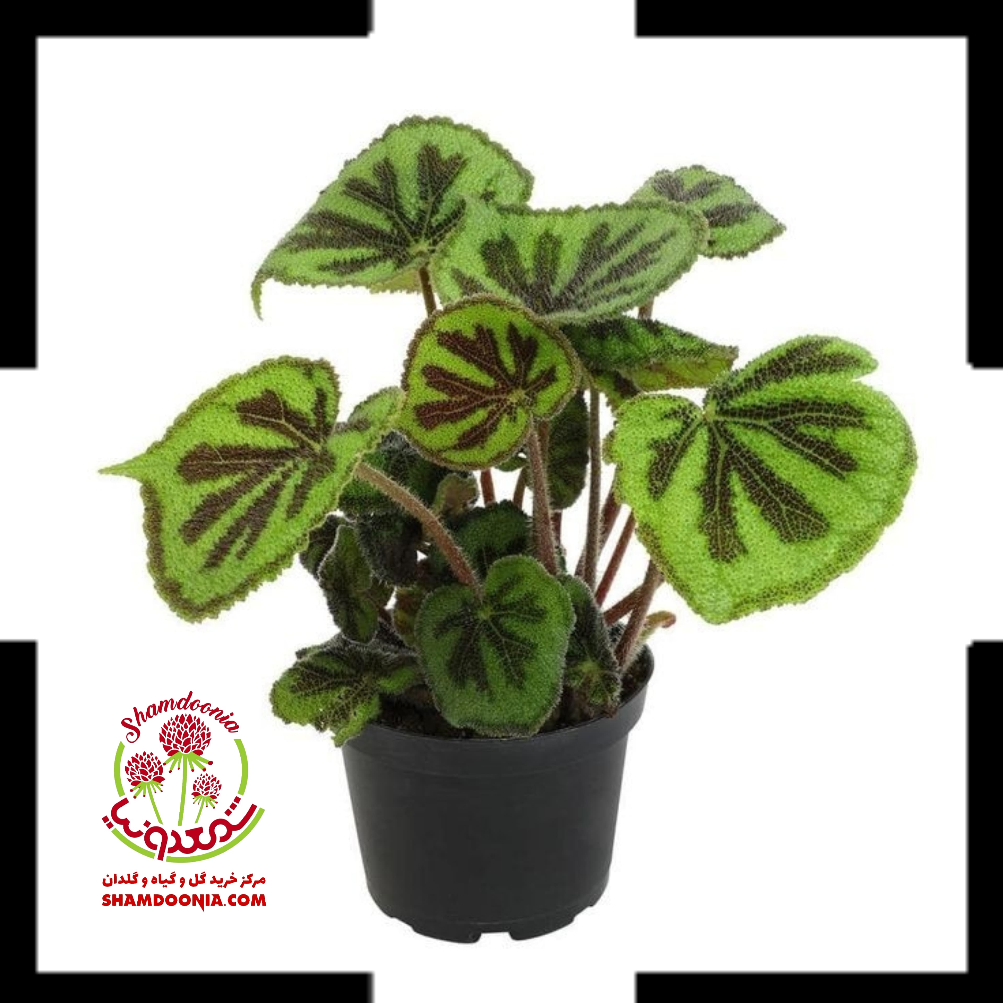 بگونیا موکتی رونده