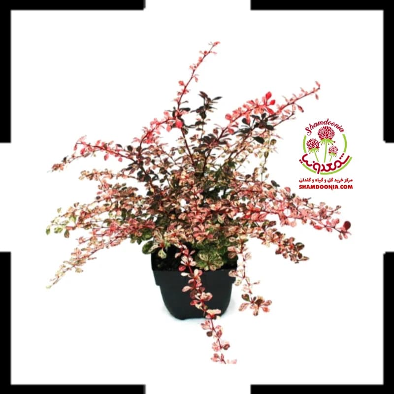 گیاه زرشک زینتی: خرید و نگهداری گیاه زیبا و مقاوم برای آپارتمان