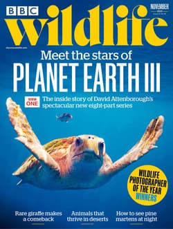 مجله BBC Wildlife؛ نوامبر 2023