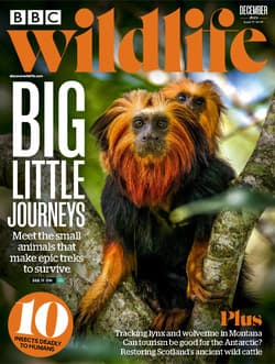 مجله BBC Wildlife؛ دسامبر 2023