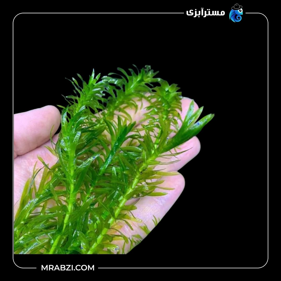 گیاه آکواریومی دم گربه ای — تصویر ۵