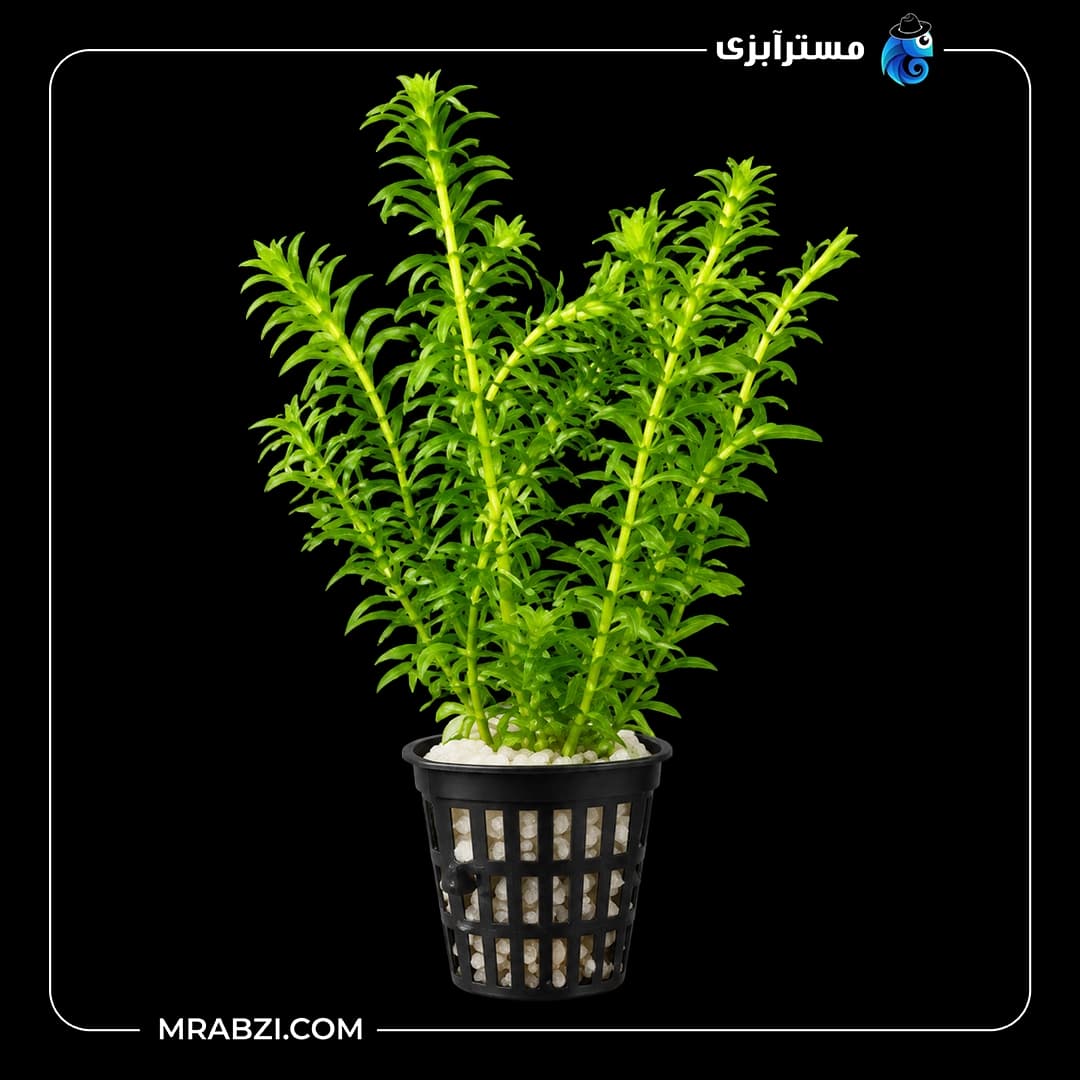 گیاه آکواریومی دم گربه ای — تصویر ۴