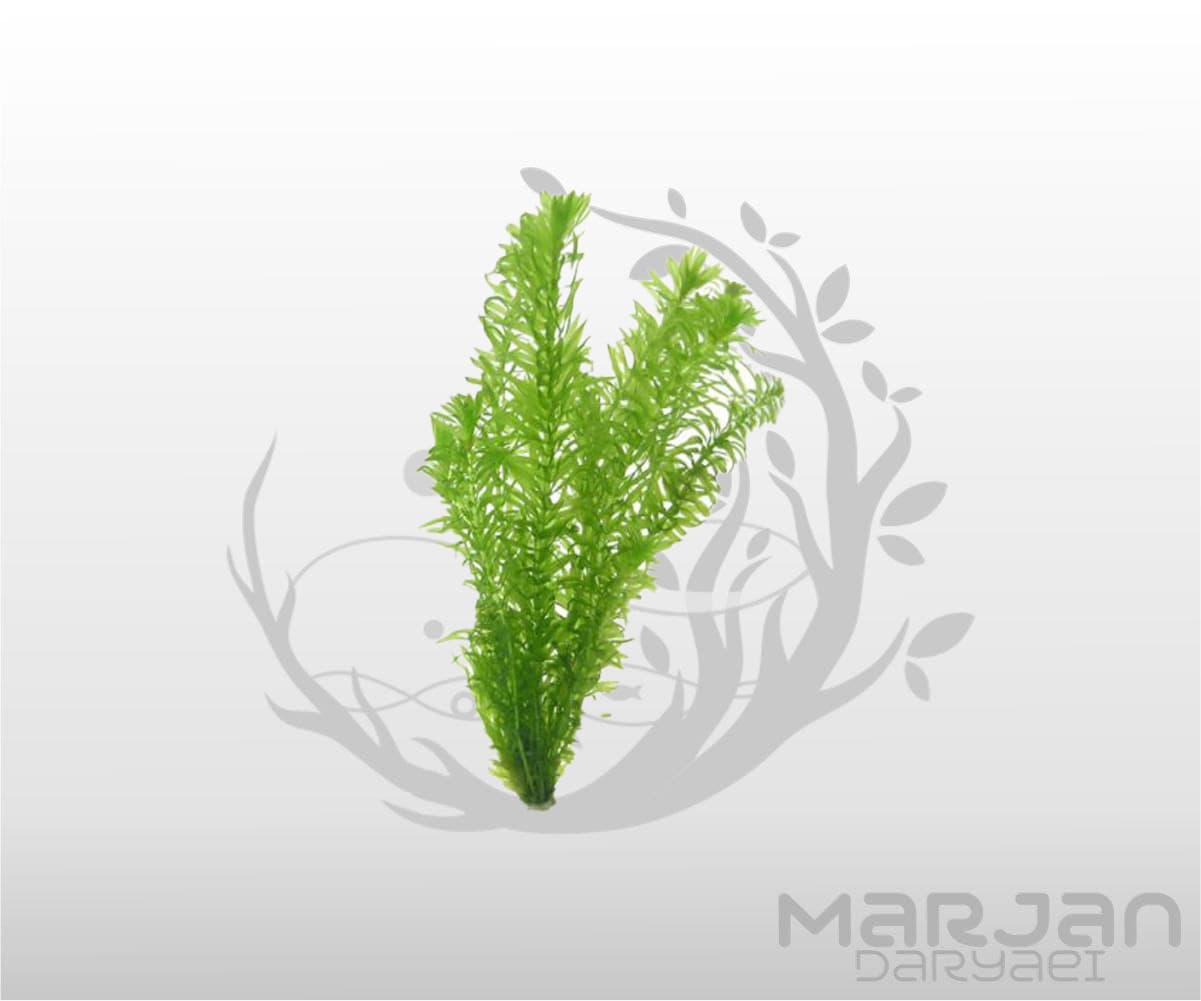 گیاه آکواریومی دم گربه ای
