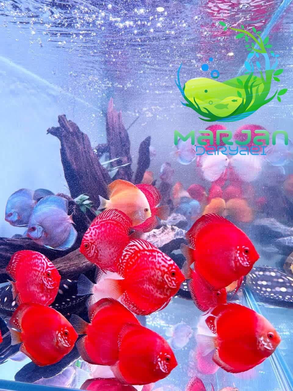 ماهی دیسکس سر سفید — تصویر ۳