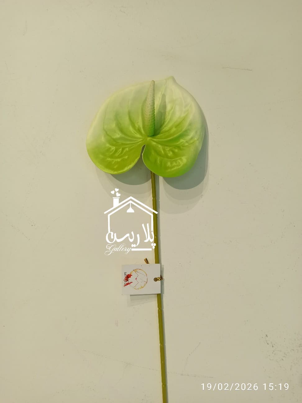 شاخه گل آنتوریوم بزرگ در ۵رنگ ۱۶۳۰۷ — تصویر ۷
