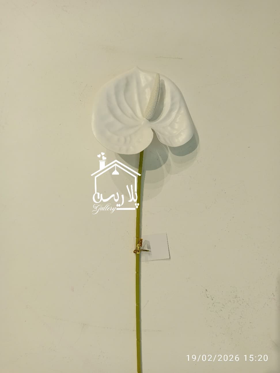 شاخه گل آنتوریوم بزرگ در ۵رنگ ۱۶۳۰۷ — تصویر ۲