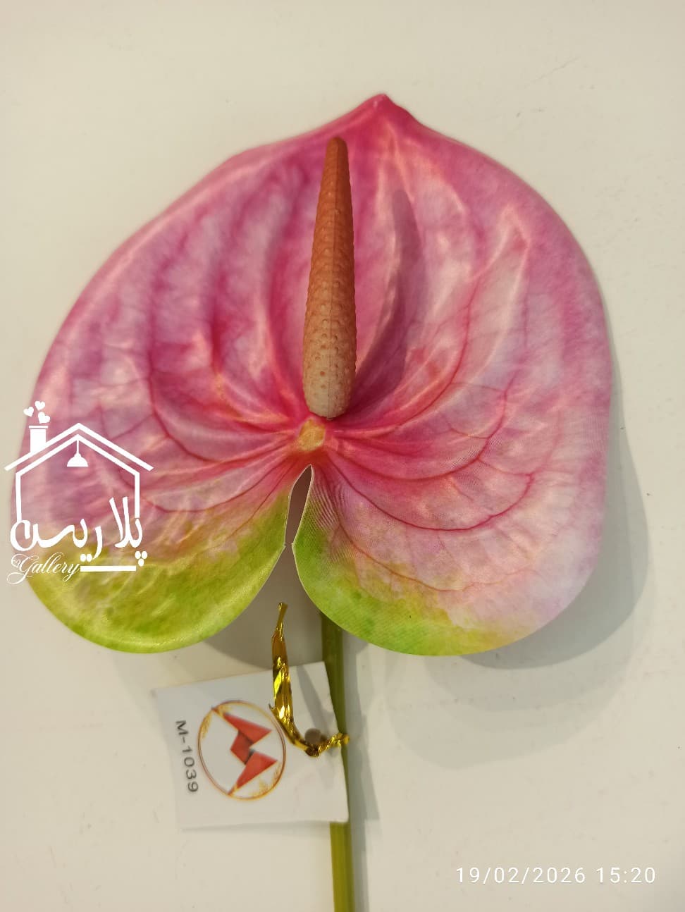شاخه گل آنتوریوم بزرگ در ۵رنگ ۱۶۳۰۷ — تصویر ۸