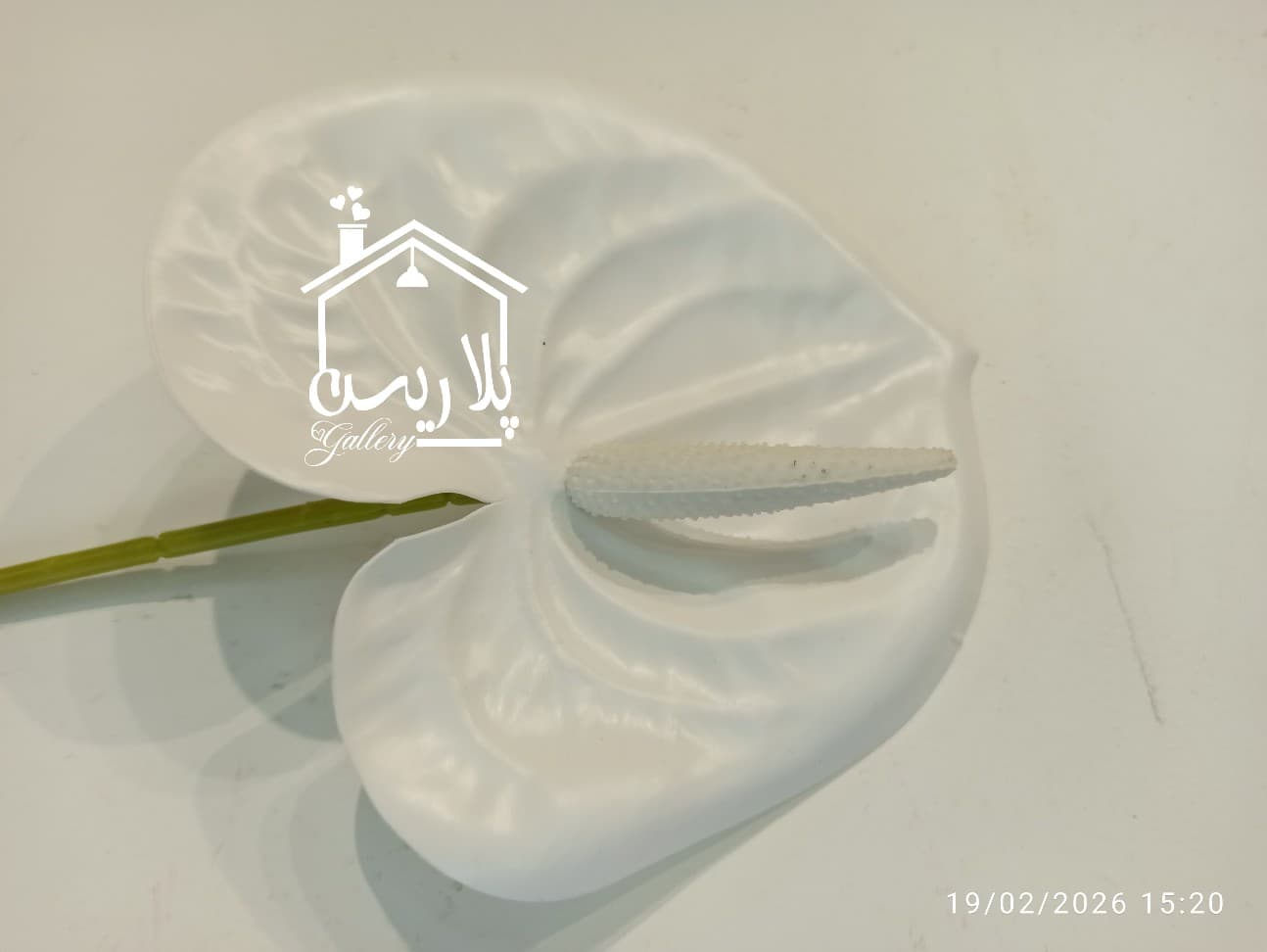 شاخه گل آنتوریوم بزرگ در ۵رنگ ۱۶۳۰۷ — تصویر ۵
