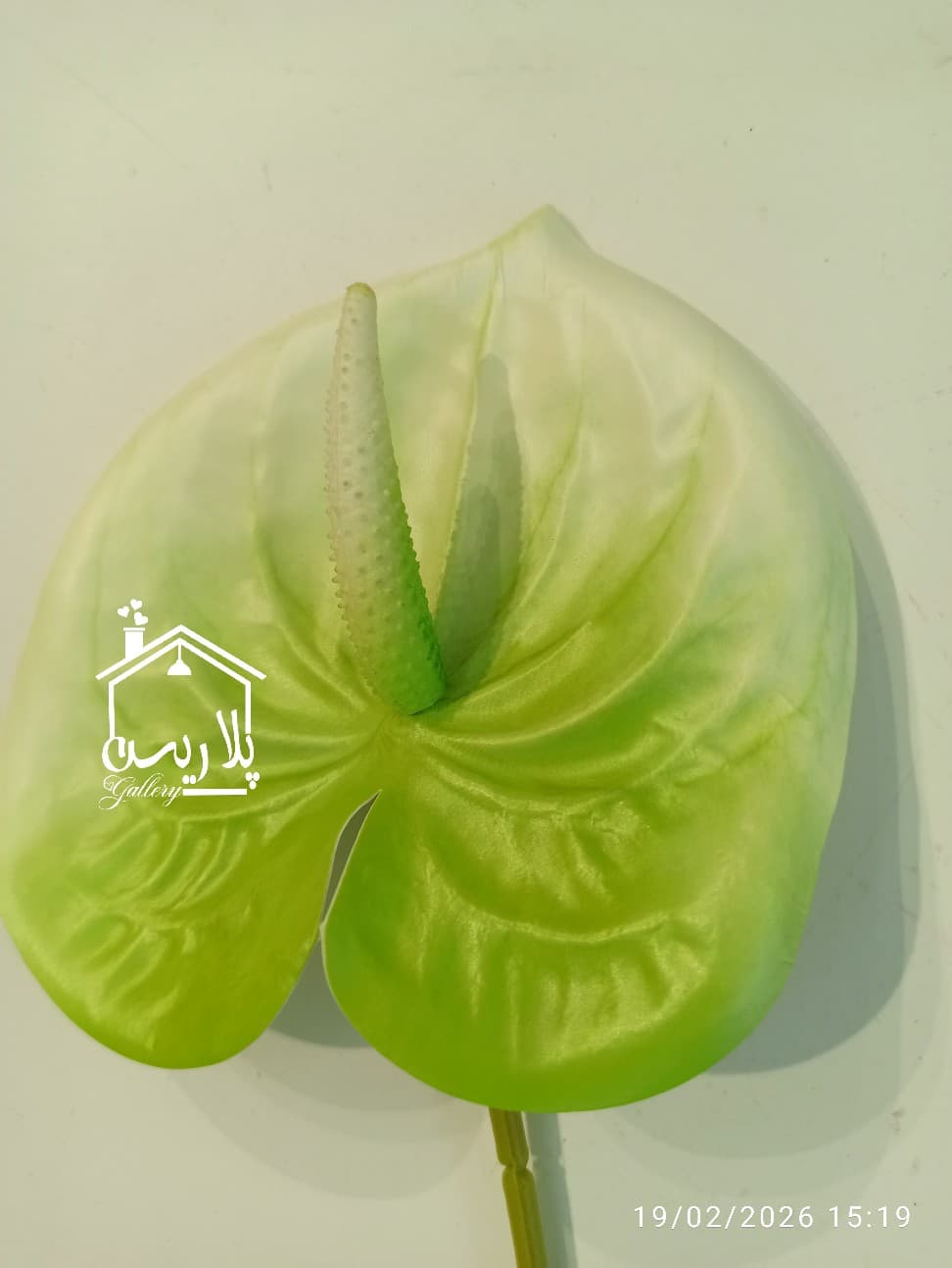 شاخه گل آنتوریوم بزرگ در ۵رنگ ۱۶۳۰۷ — تصویر ۶