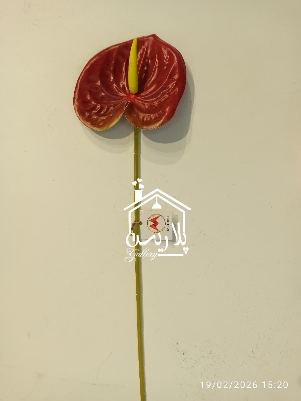 شاخه گل آنتوریوم بزرگ در ۵رنگ ۱۶۳۰۷ — تصویر ۴