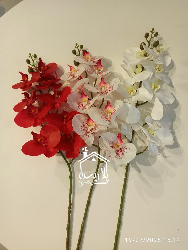 گل ارکیده جدید در ۳رنگ ۱۶۳۰۳ — تصویر ۶