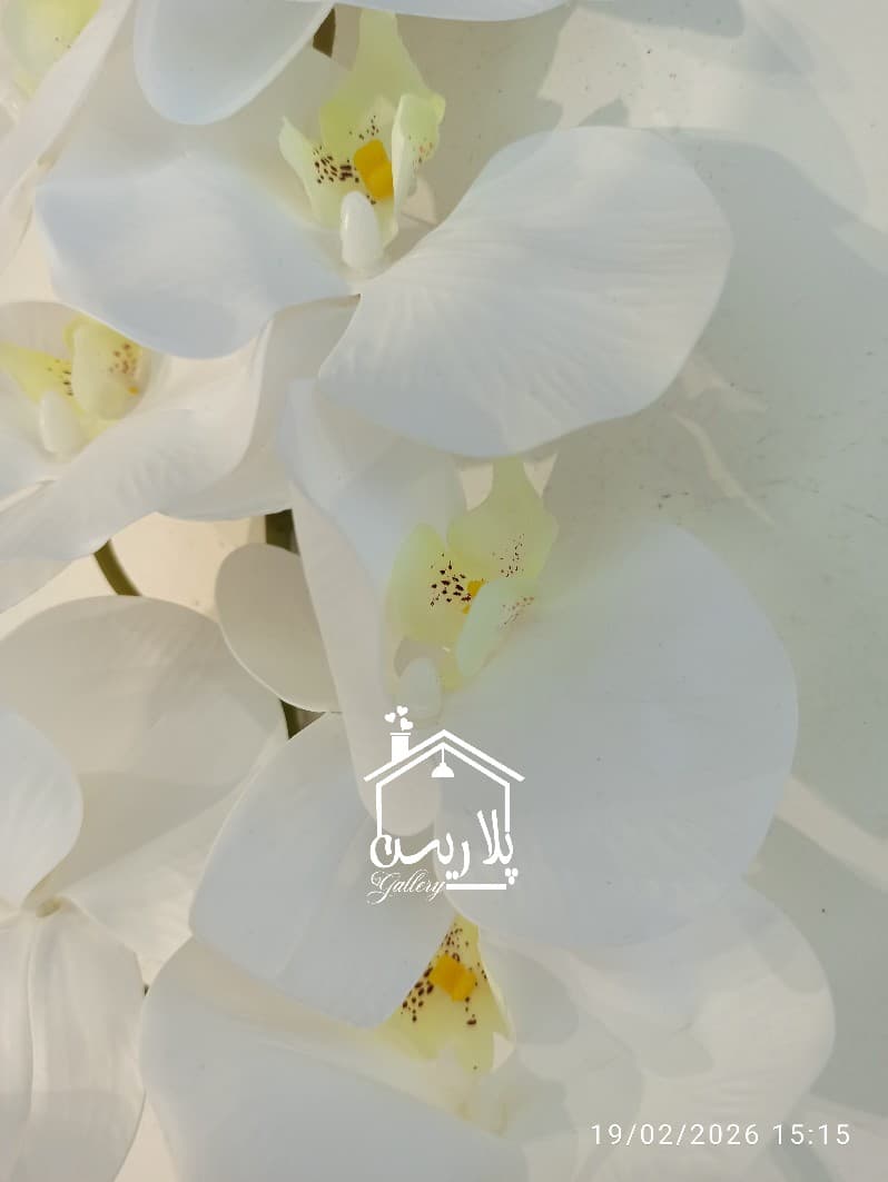 گل ارکیده جدید در ۳رنگ ۱۶۳۰۳ — تصویر ۵