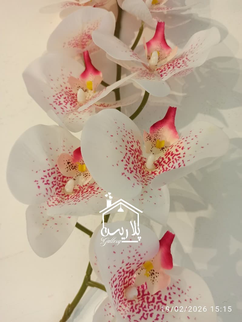 گل ارکیده جدید در ۳رنگ ۱۶۳۰۳ — تصویر ۴