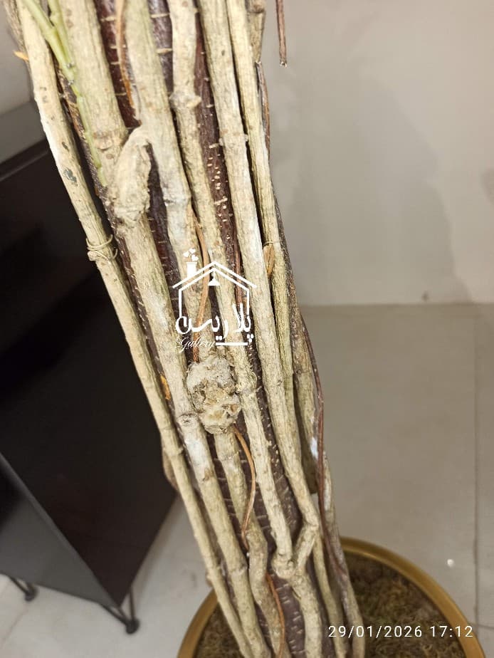 درختچه آمستل 16296 — تصویر ۵