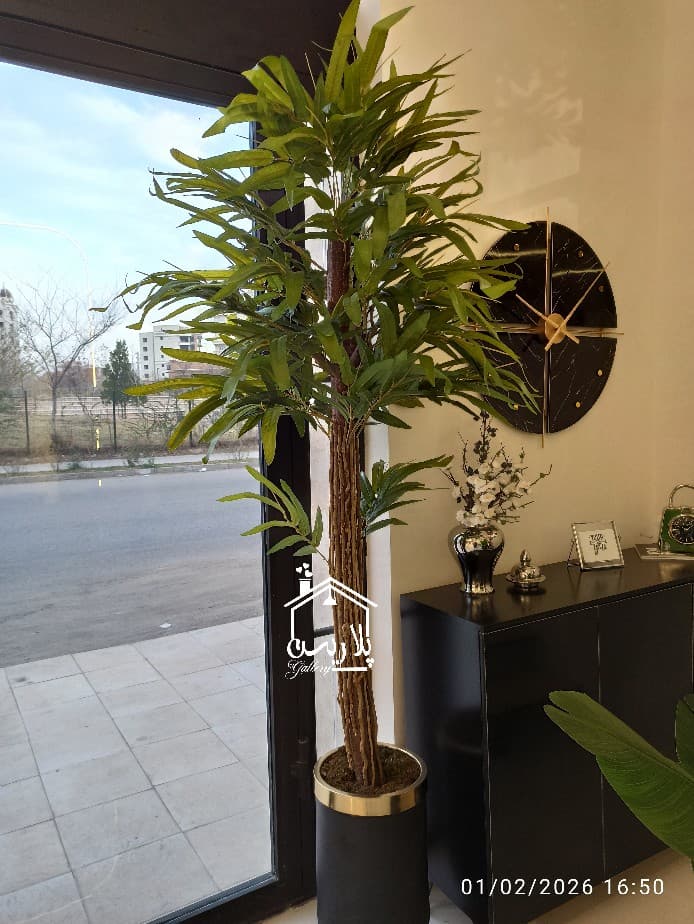 درختچه آمستل 16296