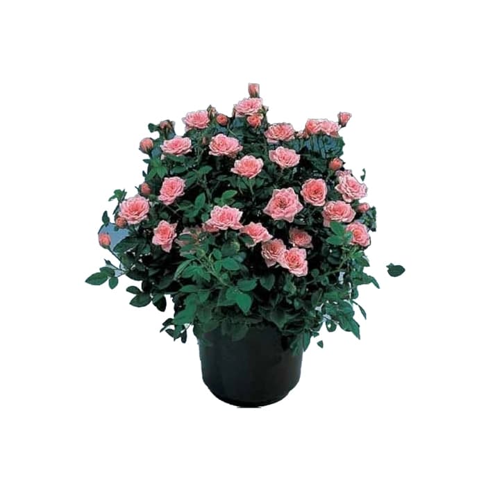 گل رز مینیاتوری گلدانی (ساناز)