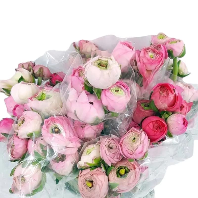 گل آنمون شاخه بریده