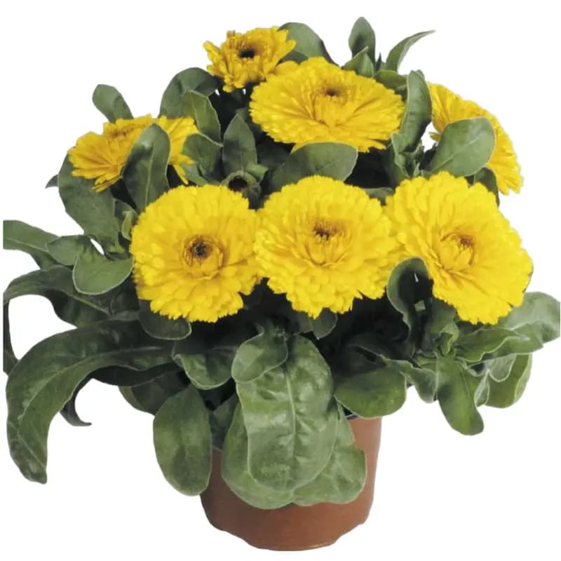 گل همیشه بهار گلدانی
