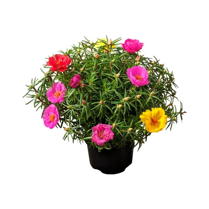 گل ناز آفتابی