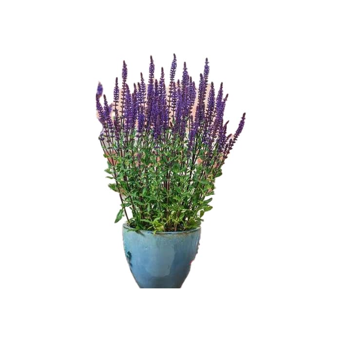 گل سلوی — تصویر ۲