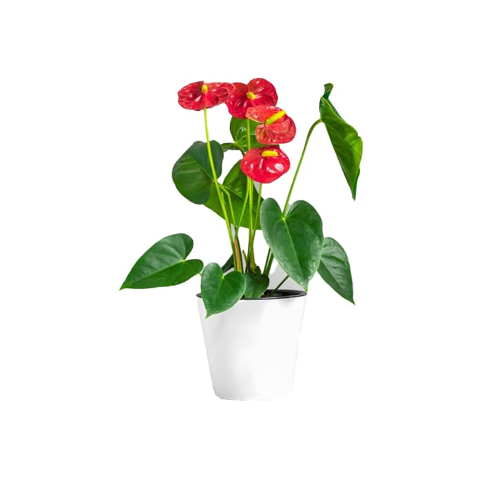 گل آنتریوم گلدانی