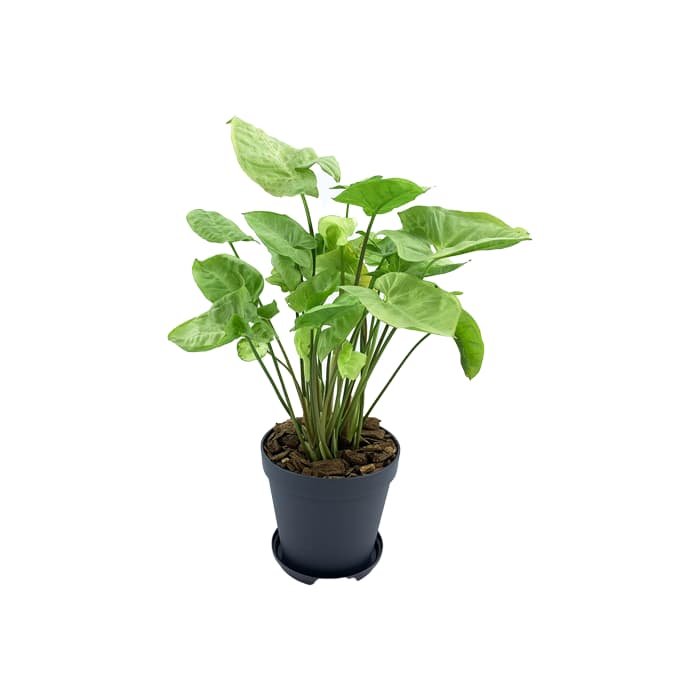 گل سینگونیوم سبز
