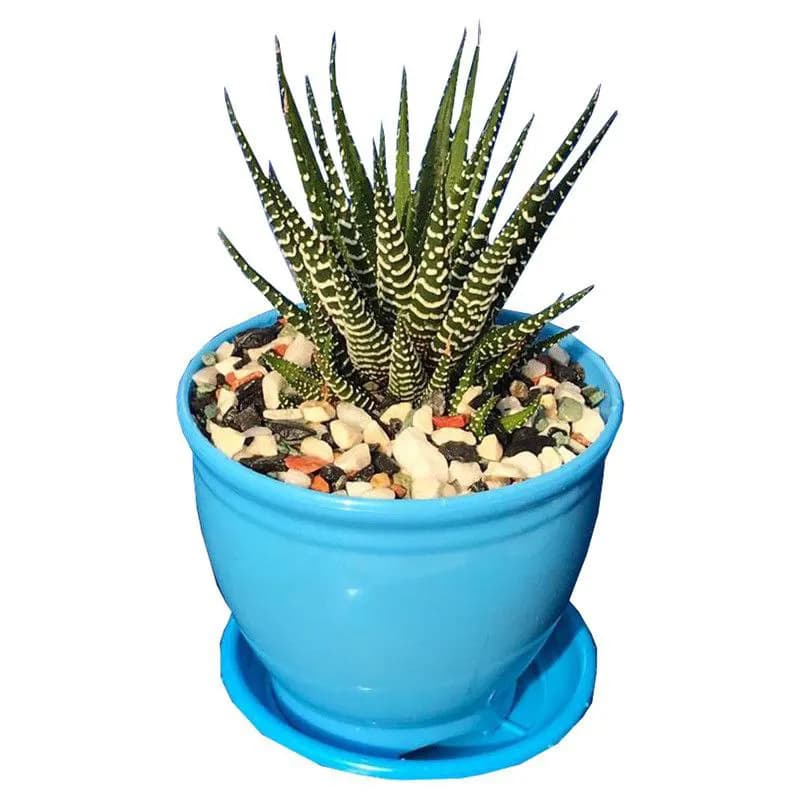 ساکولنت هاورتیا گورخری