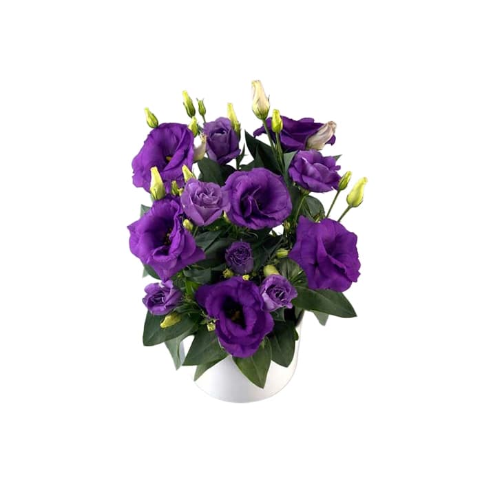 گل لیسیانتوس گلدانی