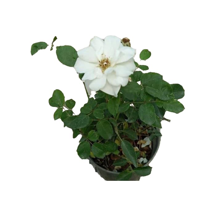 رز نسترن سفید گلدانی