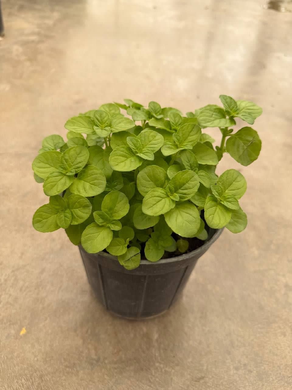 گیاه نعنا عطری — تصویر ۳