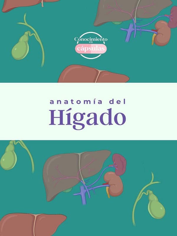 دانلود کتاب Anatomía del Hígado