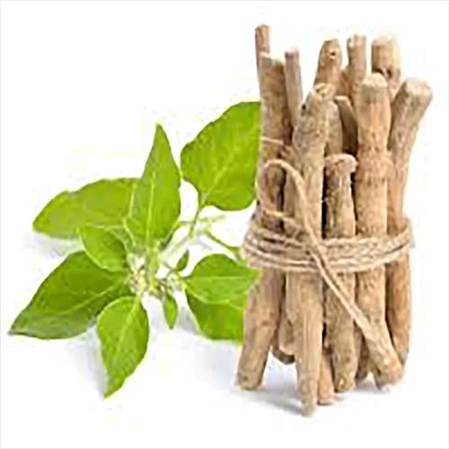 گیاه آشواگاندا(جنسینگ هندی)