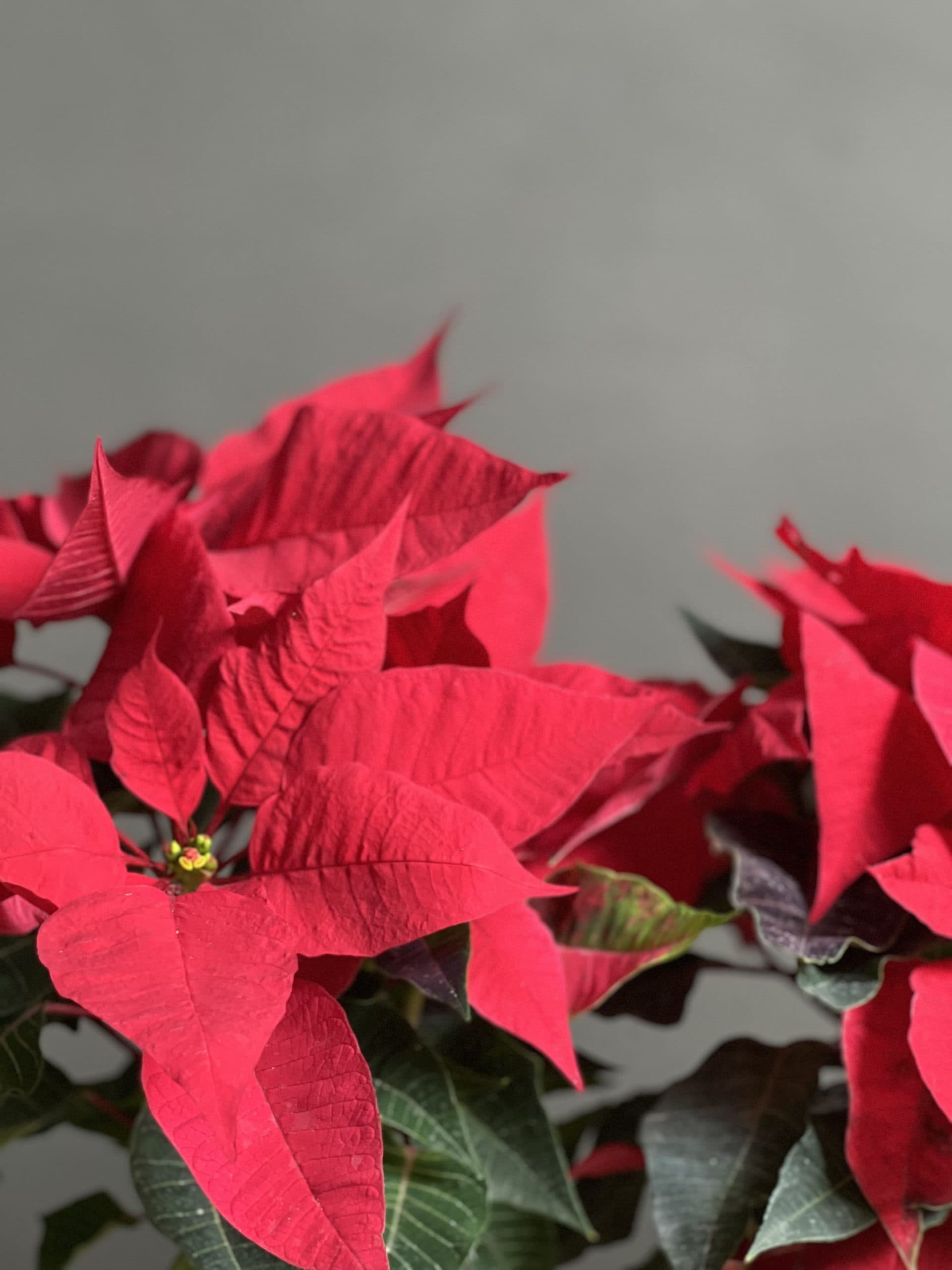 گیفت شرکتی ۴ عدد گیاه بنت قنسول — تصویر ۴