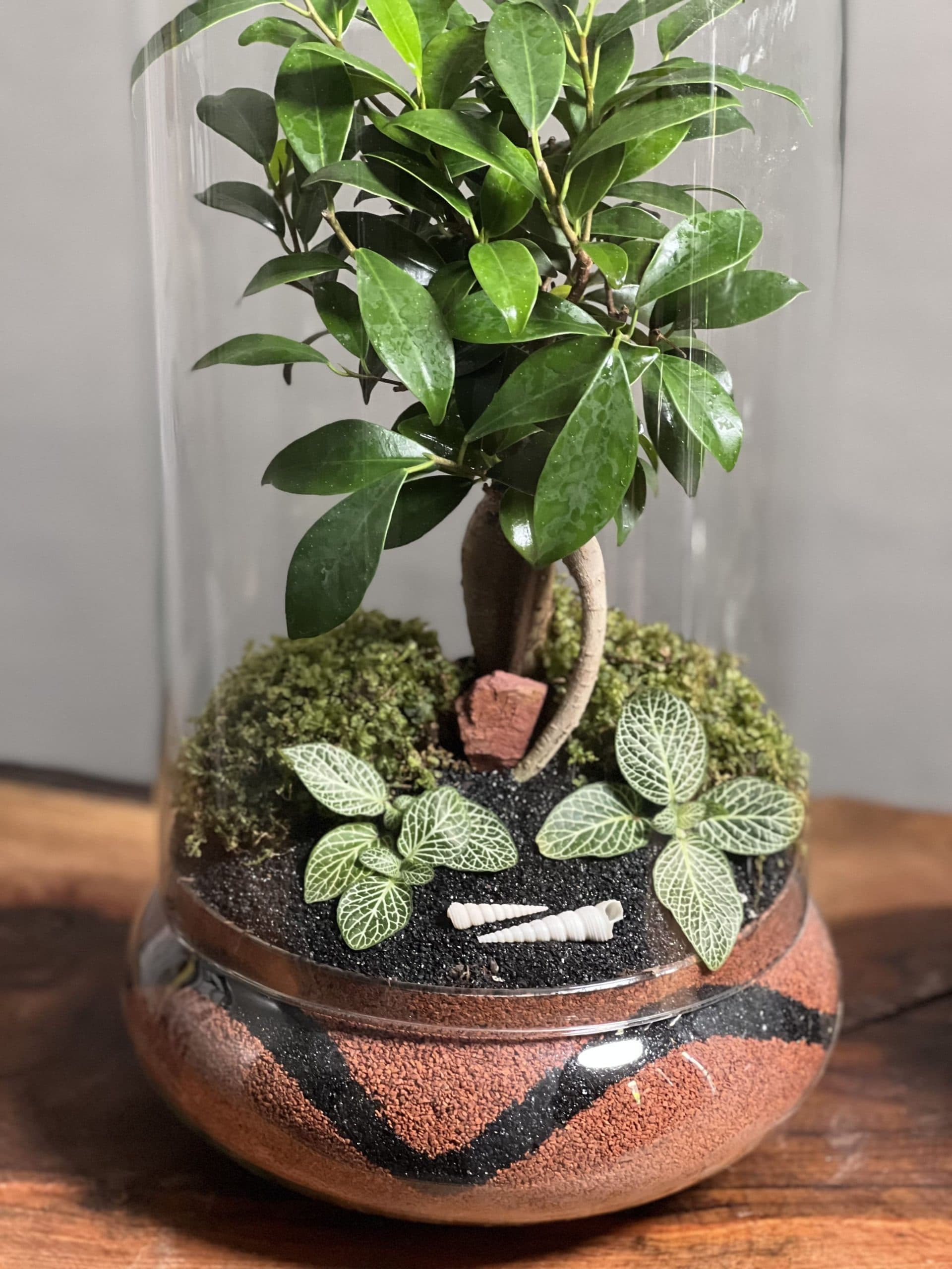 ۲ عدد تراریوم بنسای فیکوس طرح فایر — تصویر ۳