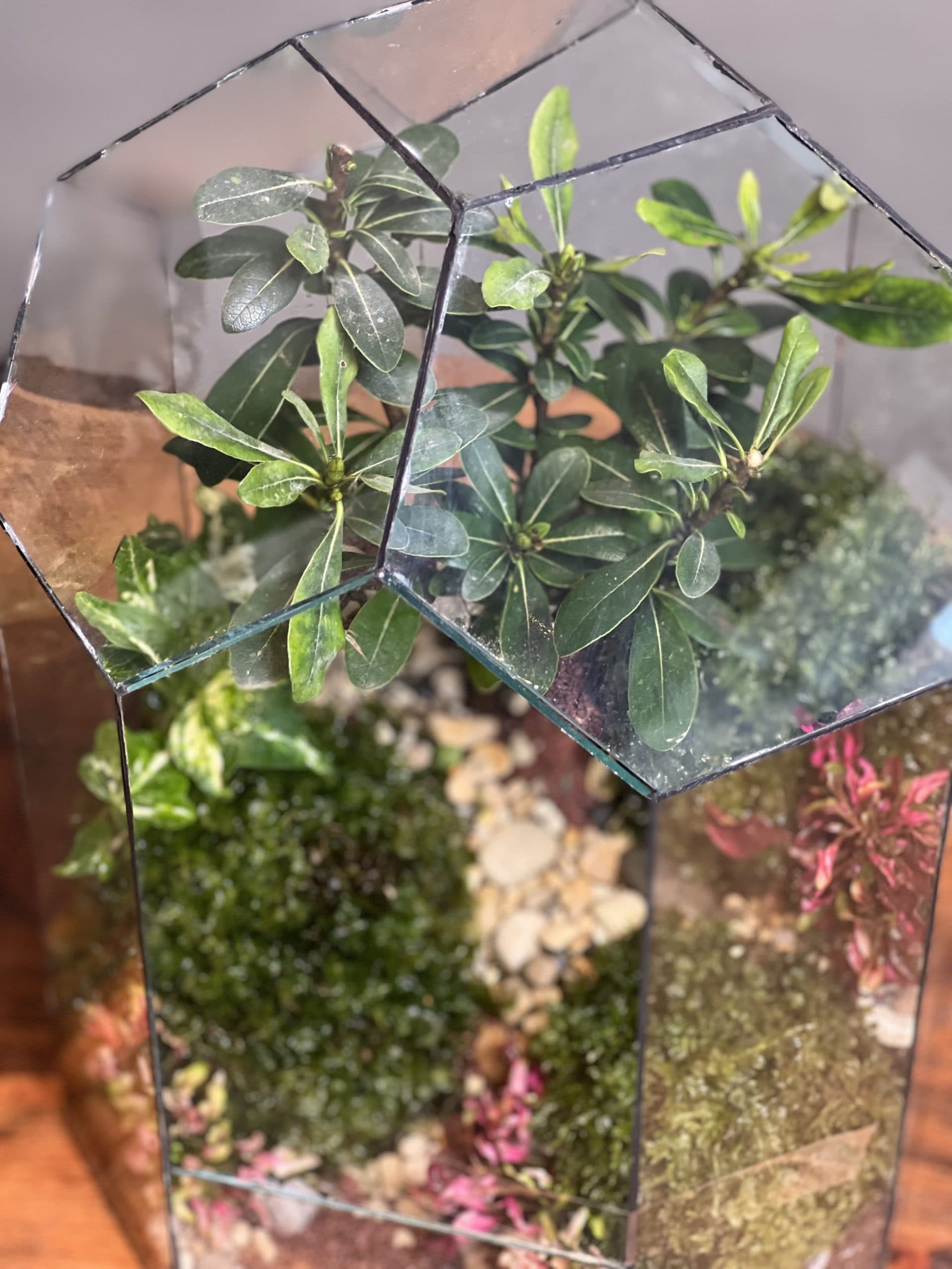 تراریوم بنسای پیتسپروم طرح رویال — تصویر ۵