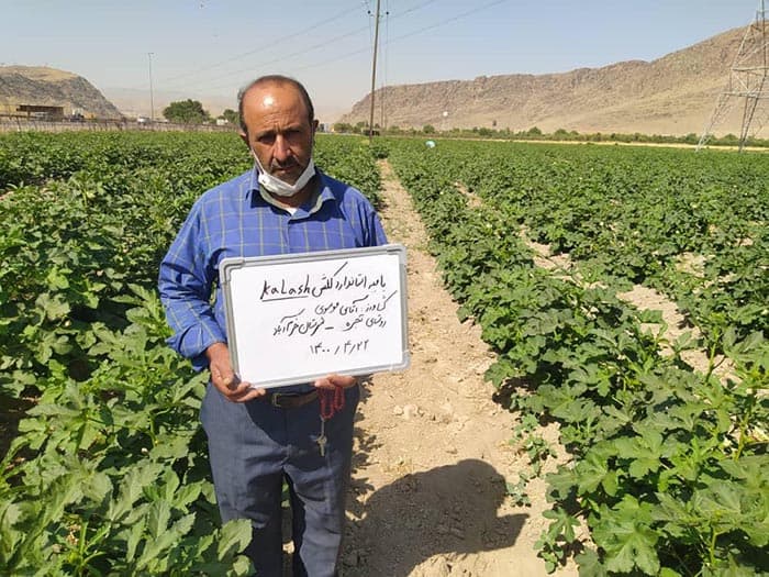 بذر بامیه کلش پاکت اورجینال 100 گرمی هندی — تصویر ۵