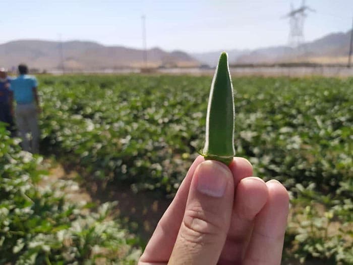 بذر بامیه کلش پاکت اورجینال 100 گرمی هندی — تصویر ۳