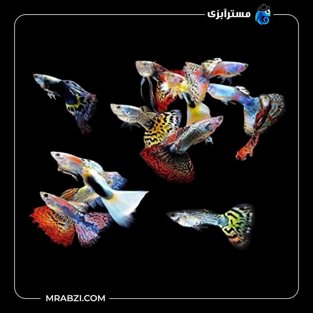 پک ماهی گوپی میکس 100 عددی