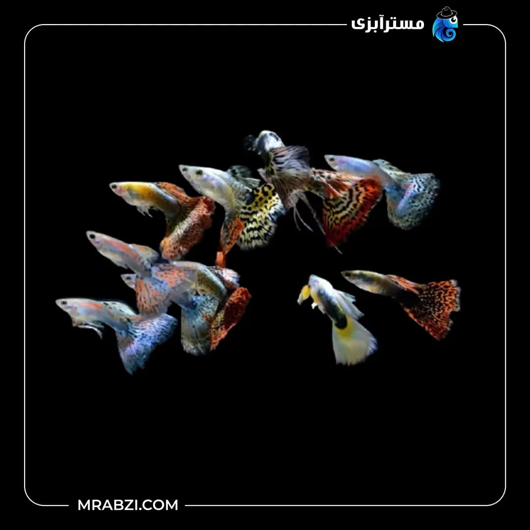 پک ماهی گوپی میکس 20 عددی
