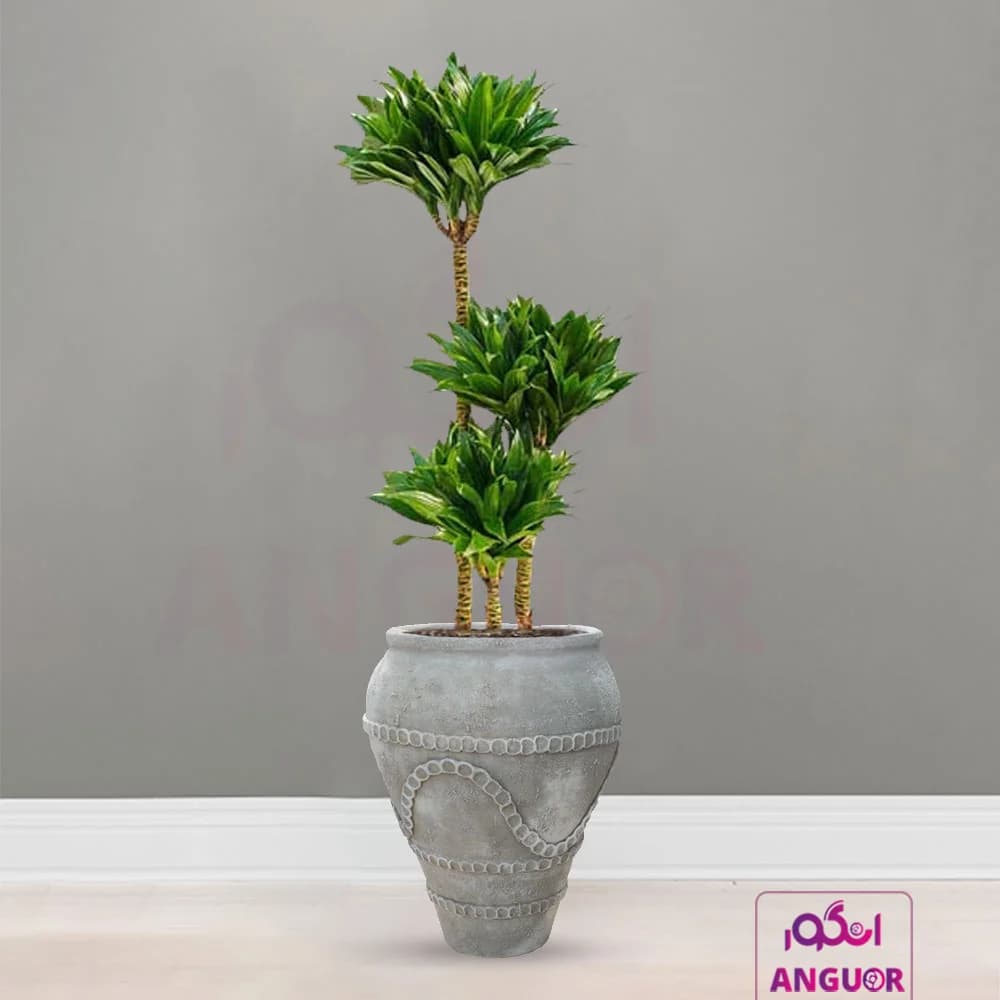 دراسنا کامپکت با گلدان مصری