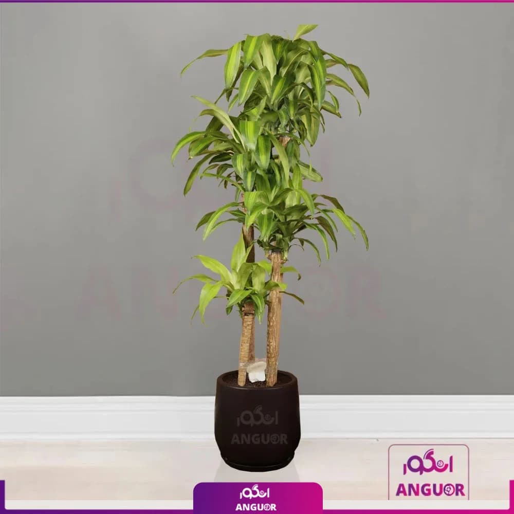 گلدان دراسنا بلالی سایز بزرگ چهار شاخه