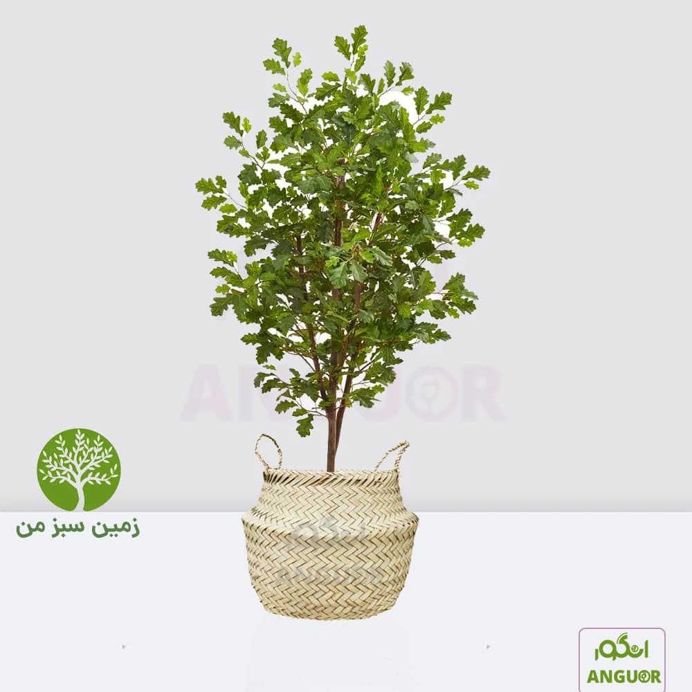 درخت بلوط برای زمین سبز (گرامی داشت)