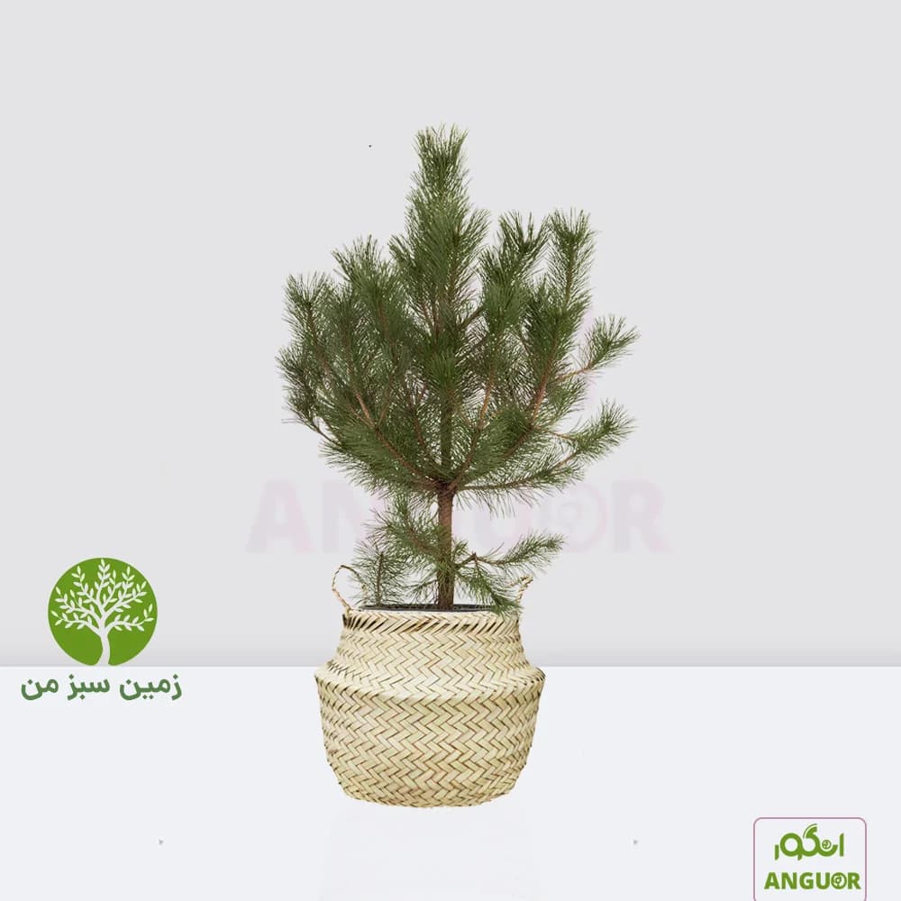 کاج سیاه برای زمین سبز (گرامی داشت)