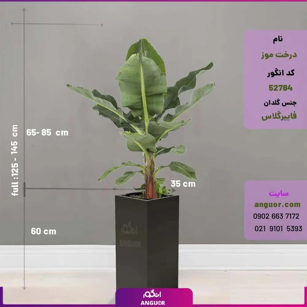 درخت گلدانی موز — تصویر ۲