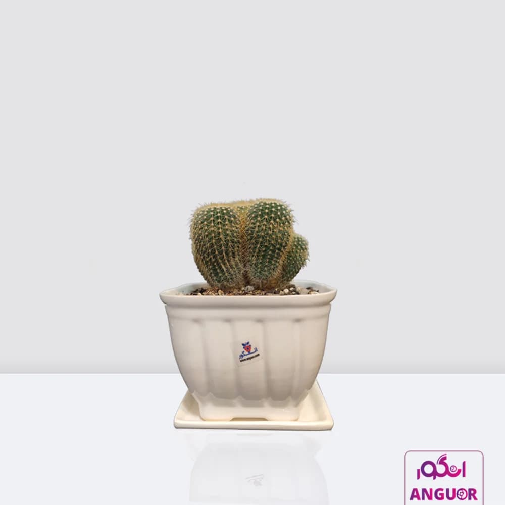 اچینوکاکتوس (اکینوکاکتوس) با گلدان سرامیکی