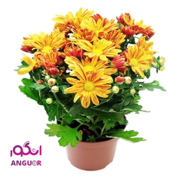 گلدان داوودی(ارسال گل به ایتالیا)