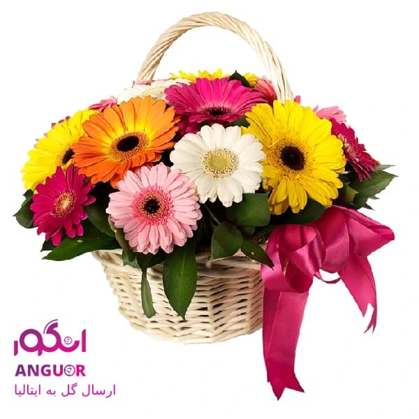 سبد گل ژربرا(ارسال گل به ایتالیا)