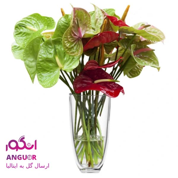 دسته گل آنتوریوم (ارسال گل به ایتالیا)